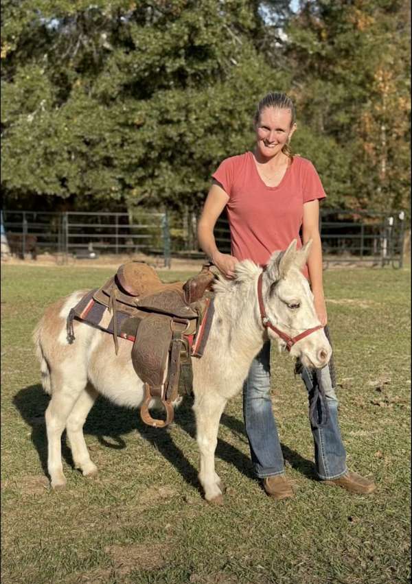 companion-flashy-mule