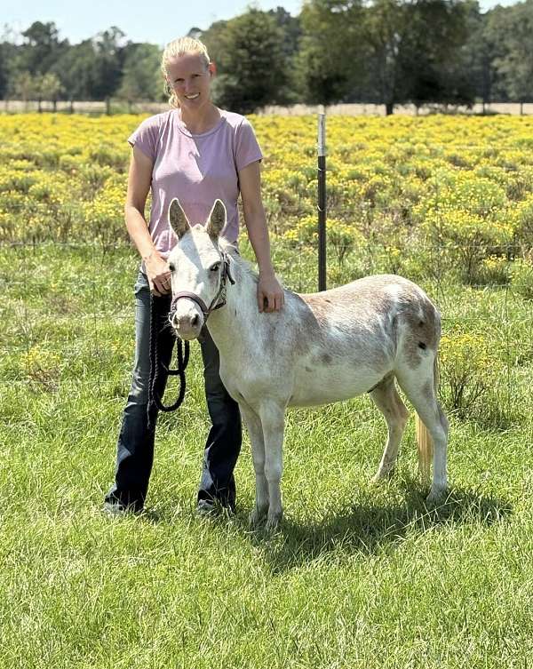 companion-flashy-gelding