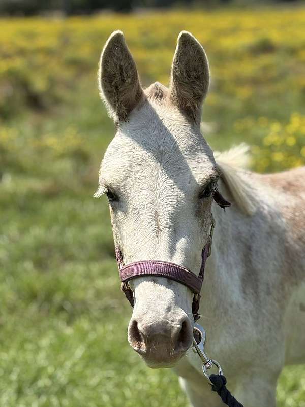 companion-flashy-horse