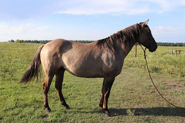camping-stallion
