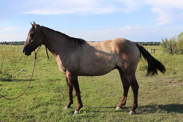 couple-stallion