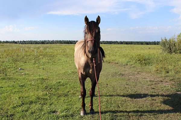 disposition-stallion