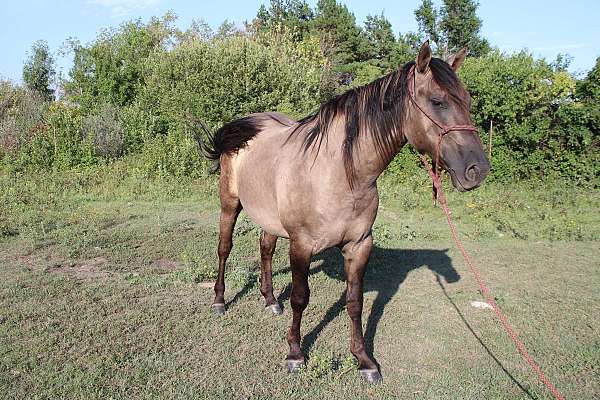 grass-stallion