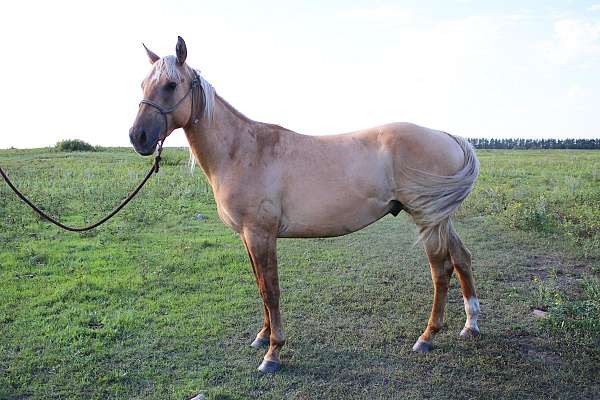 dunalino-star-strip-horse
