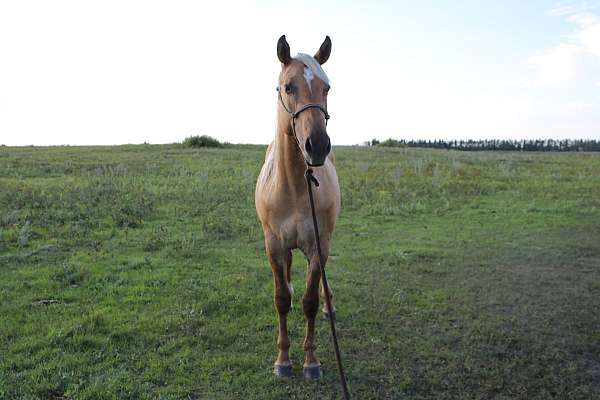 dunalino-no-other-markings-horse