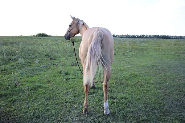 can-travel-quarter-horse