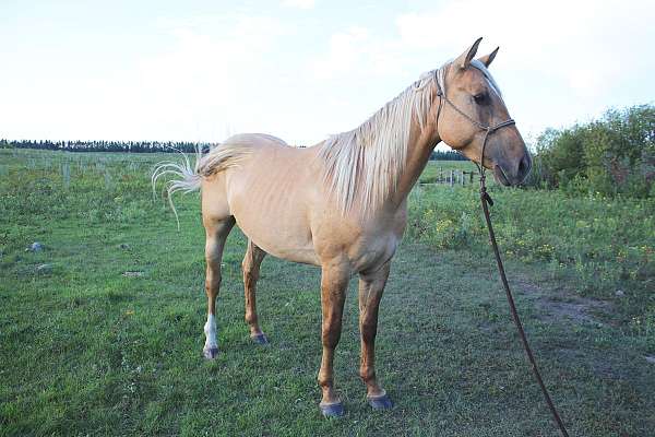 couple-colt