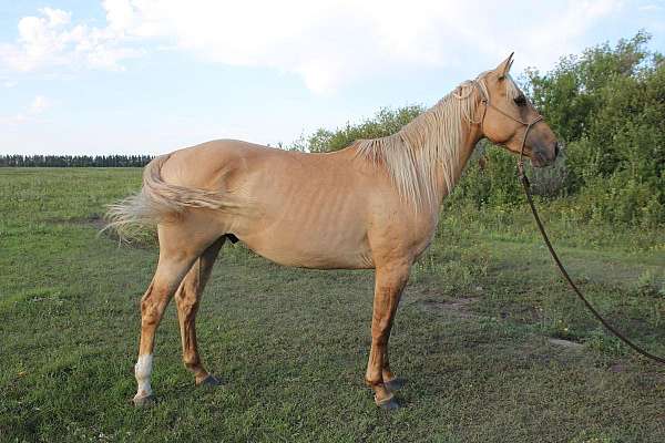dunalino-right-hind-sock-horse