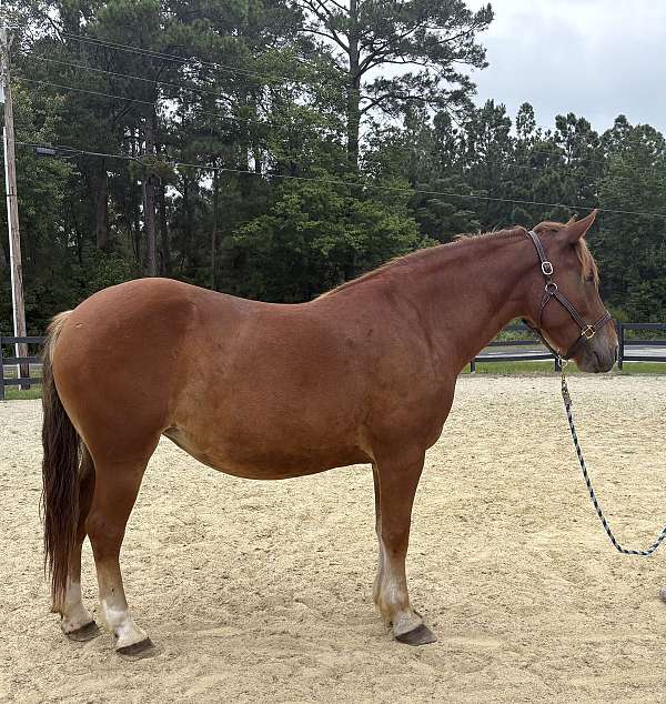 sorrel-draft-haflinger-mare
