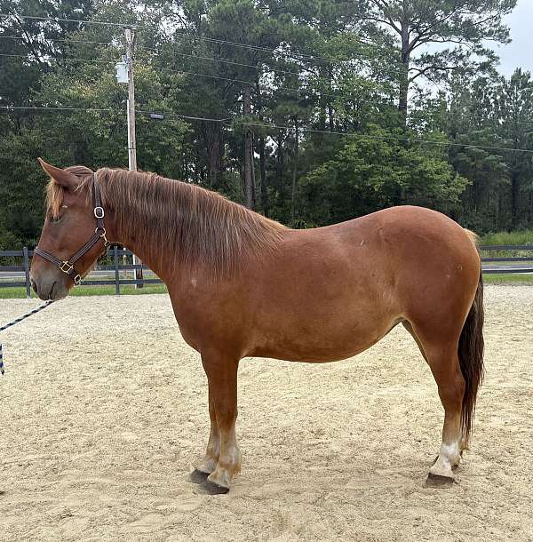 ridden-english-draft-haflinger-horse