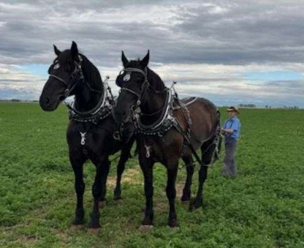 all-around-percheron-horse