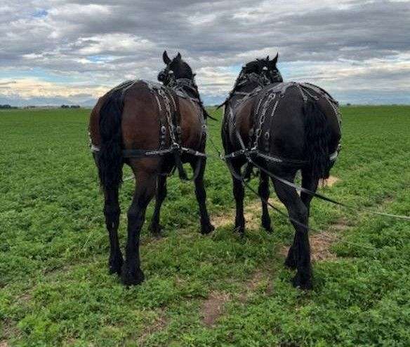 athletic-percheron-horse