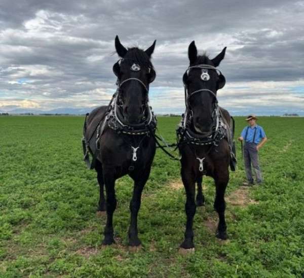 draft-percheron-horse