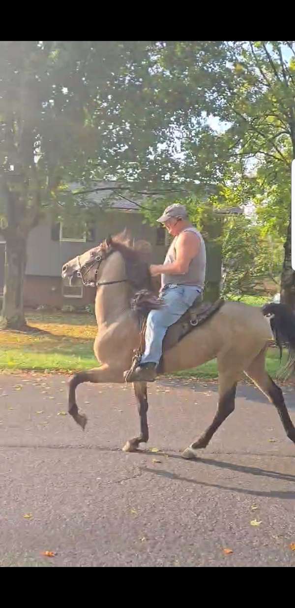standardbred-singlefooter-horse