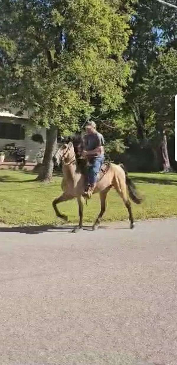 standardbred-singlefooter-racking-horse