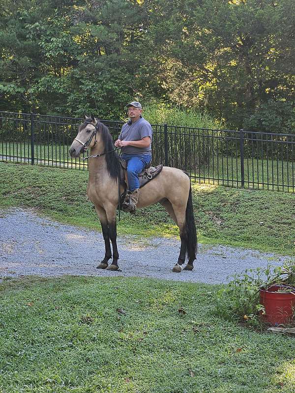 standardbred-singlefooter-gelding