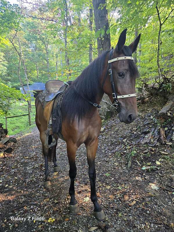 srar-horse