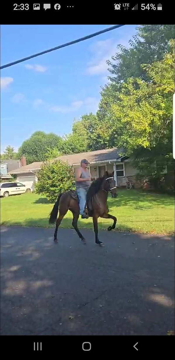 bay-srar-horse
