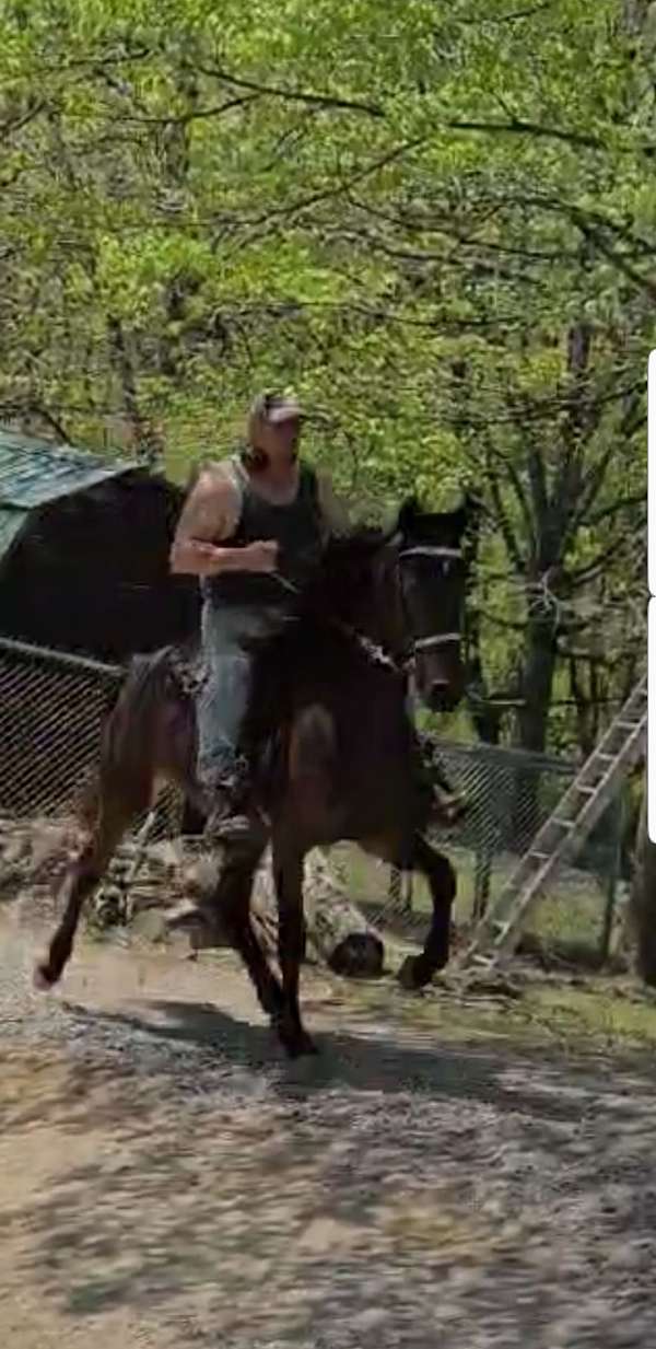 racking-singlefooter-standardbred-horse