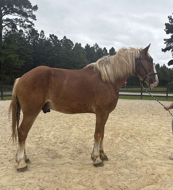 cross-trained-belgian-quarter-horse