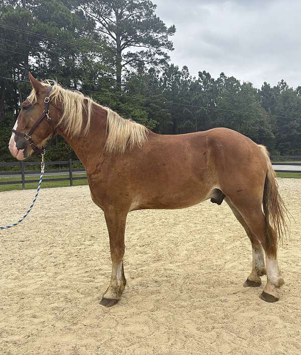 sorrel-belgian-gelding