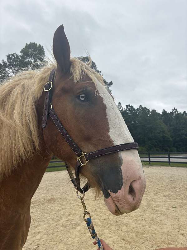 sorrel-gelding-for-sale