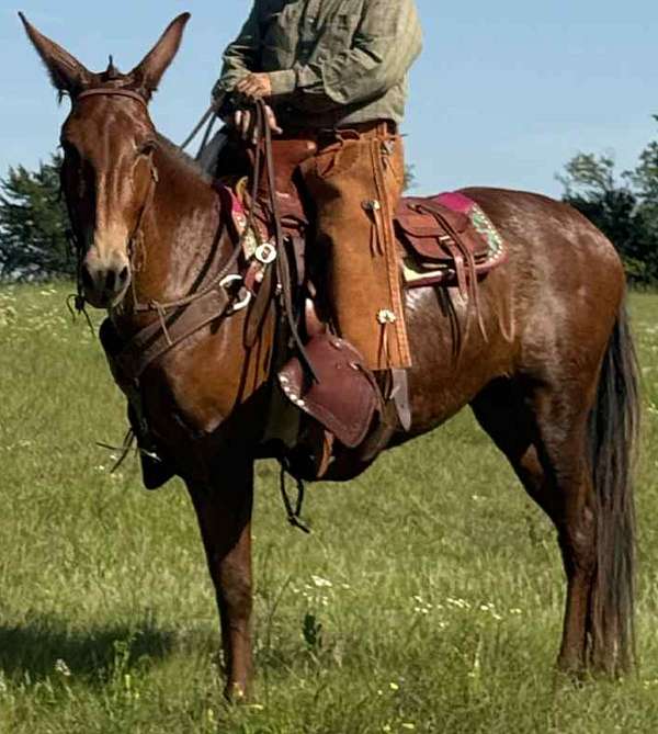 mule-mare