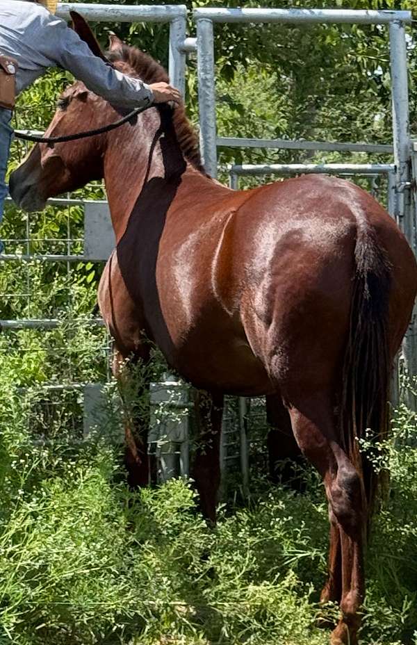 mule-for-sale