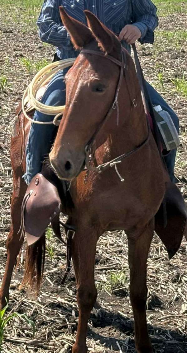 mule