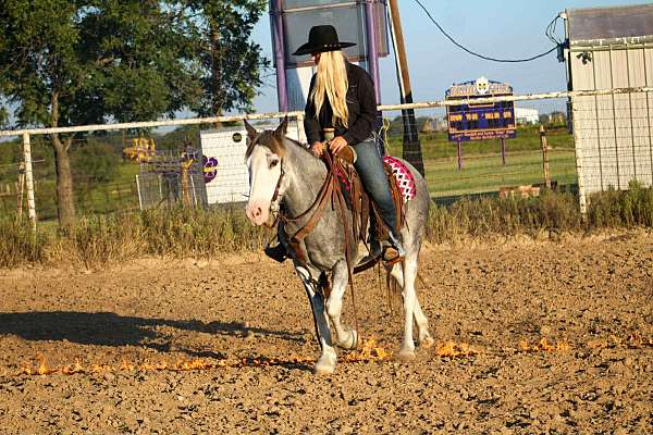 beginner-safe-quarter-horse