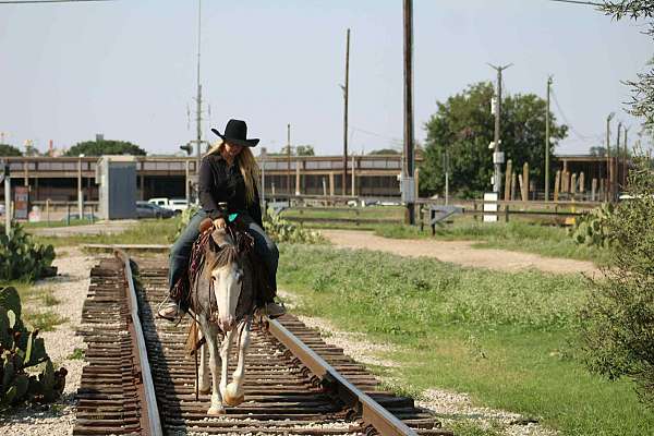 ranch-work-quarter-horse