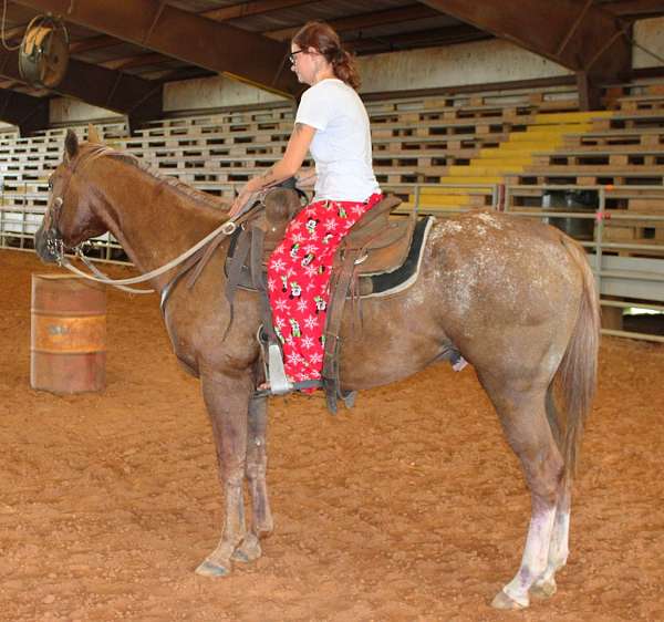 appaloosa-gelding