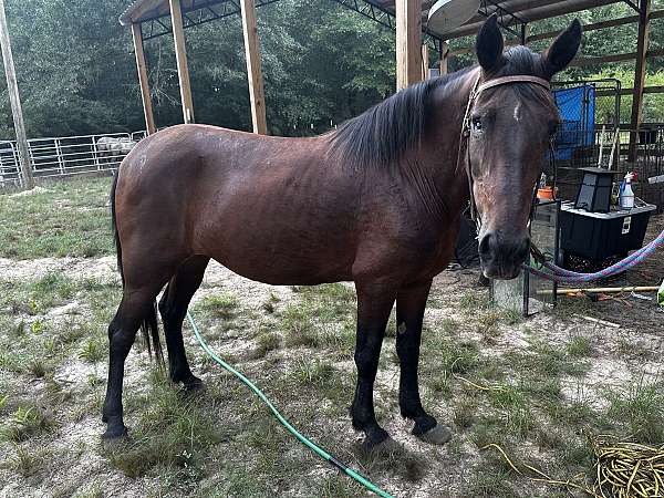 paso-fino-horse-for-sale