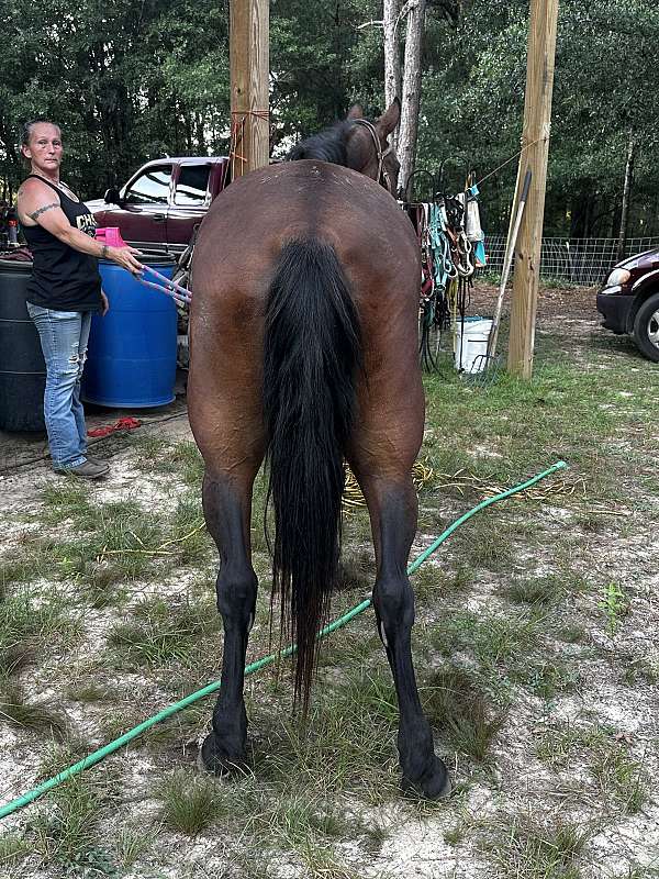 paso-fino-horse