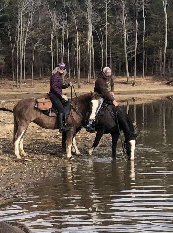 both-hind-off-fore-stockings-horse