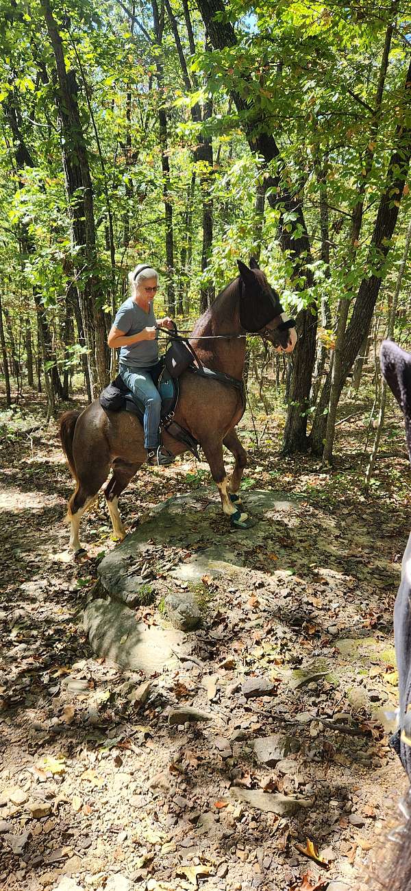 mixed-mane-tail-horse