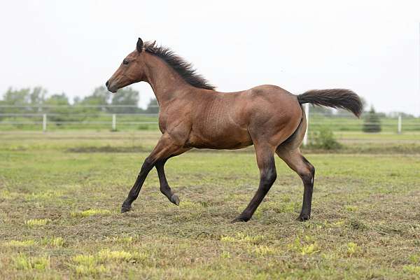 genuine-hombre-quarter-horse