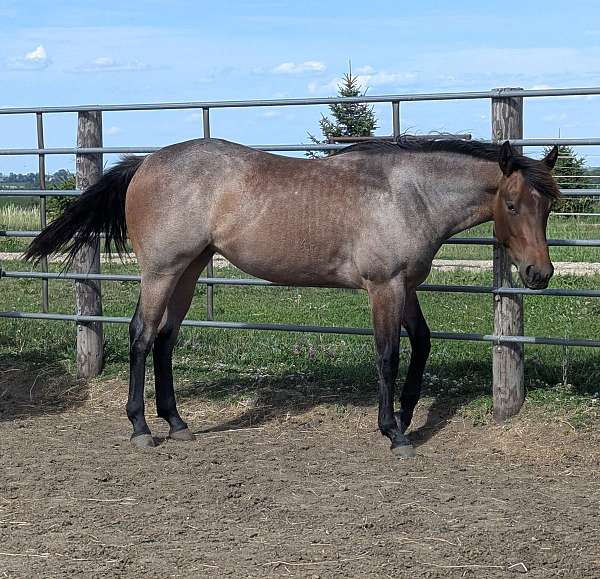 versatile-ranch-horse-quarter