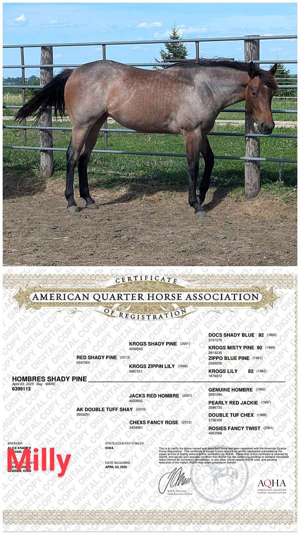 double-tuf-chex-quarter-horse