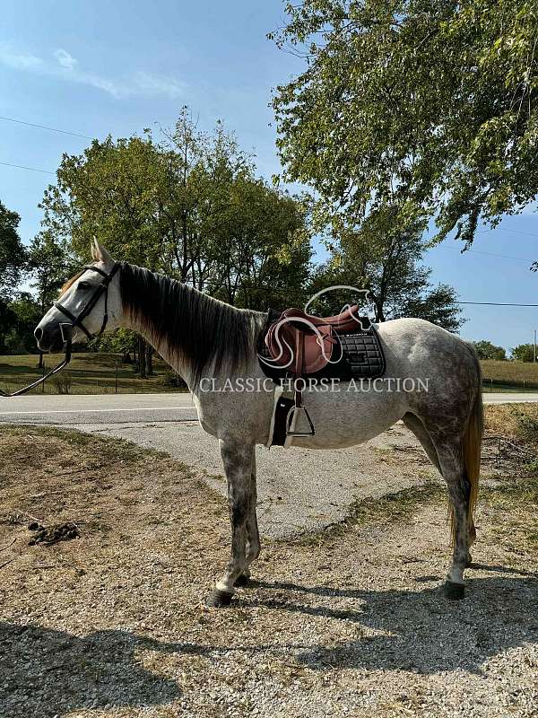 chuck-wagon-racing-mare
