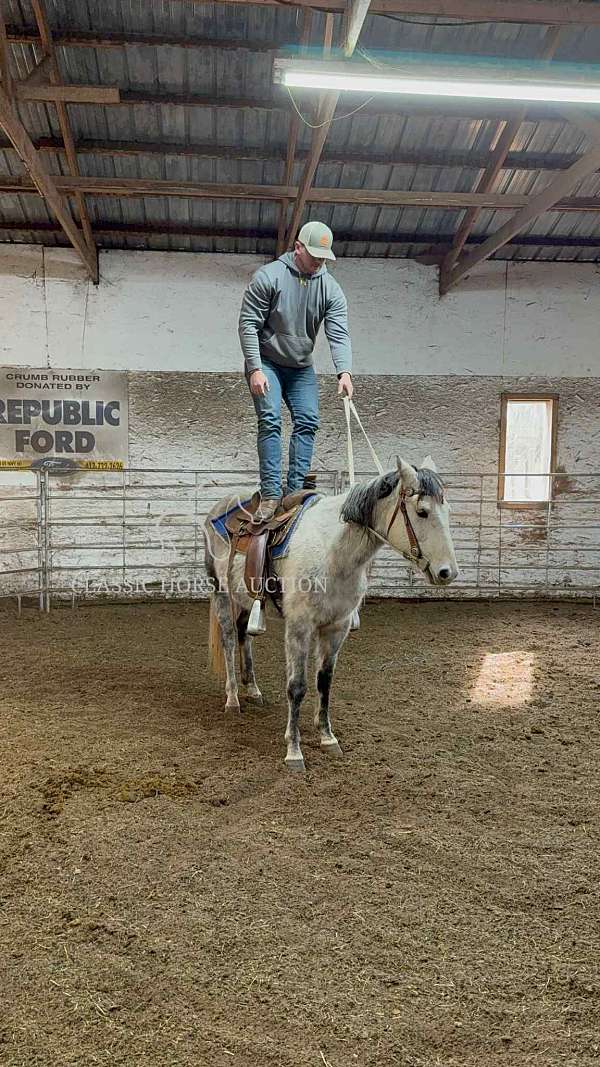 english-saddle-mare