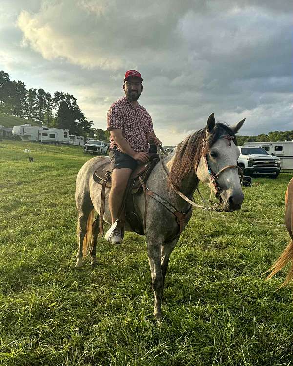 all-quarter-horse