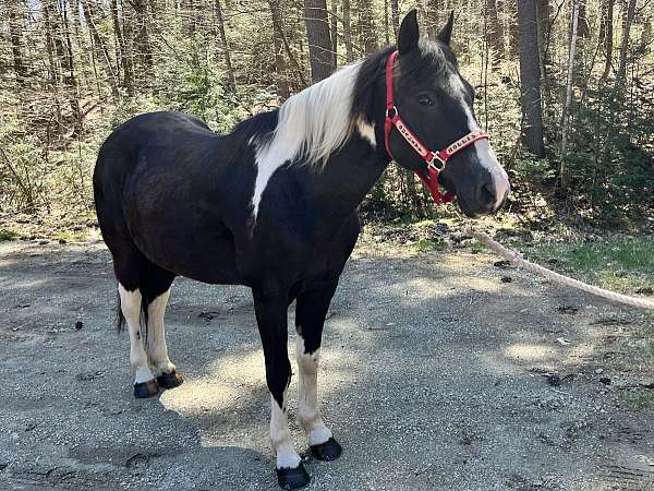 tobago-horse