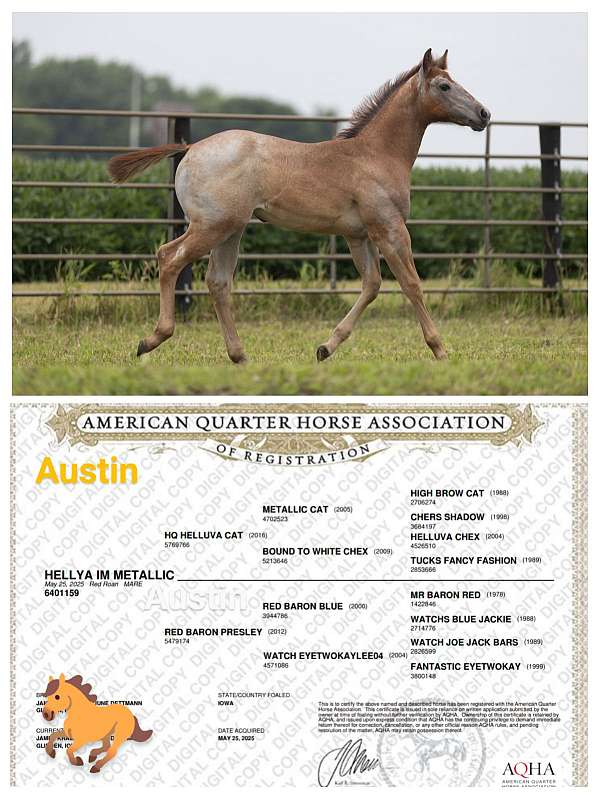 metallic-cat-offspring-quarter-horse