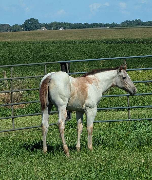 red-roan-star-no-other-markings-horse