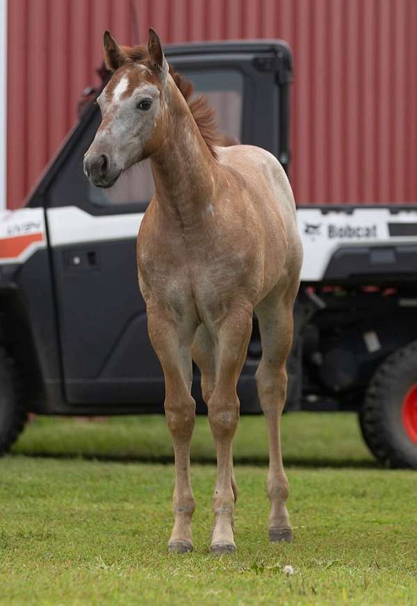 hq-helluva-cat-quarter-horse