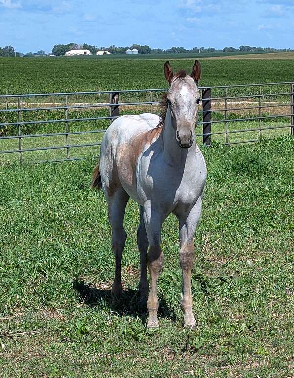 metallic-cat-offspring-quarter-horse