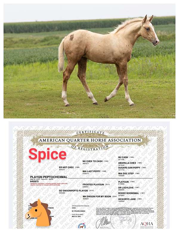 bodee-boonsmal-quarter-horse