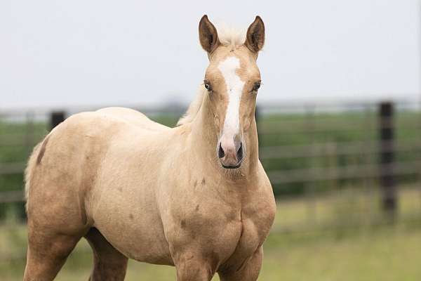 versatile-ranch-prospect-quarter-horse