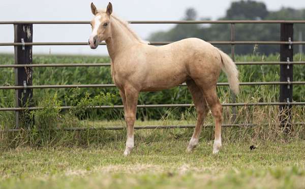 2025-weanling-quarter-horse